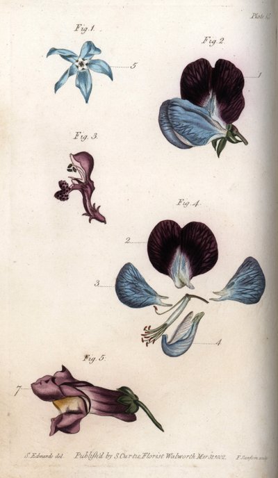 Flowering of officinale borage and pea (leguminous). Coloured copper engraving, illustration by Sydenham Edwards for Conferences of Botanical, Botanical Garden of Lambeth, England by Sydenham Teast Edwards