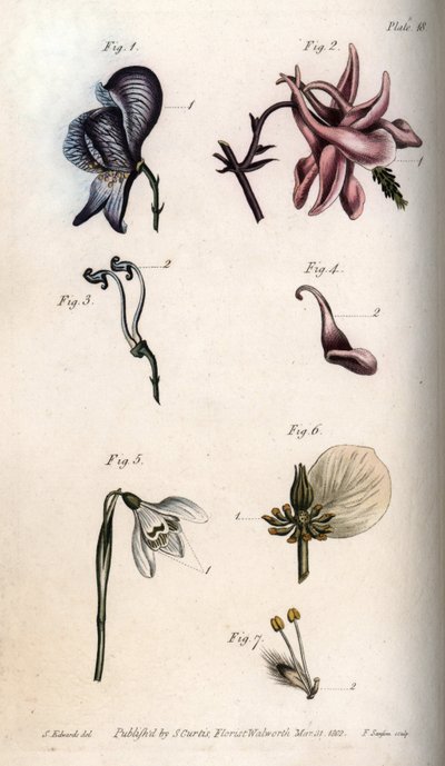 Flowers of aconite, ancholia, galanthus, hellebore and weeping willow, with details of pistils and stamens. Nectarium of the aconite Aconitum (1,3), columbine Aquilegia (2,4), snowdrop Galanthus (5), hellebore Helleborus (6) and willow Salix (7). by Sydenham Teast Edwards