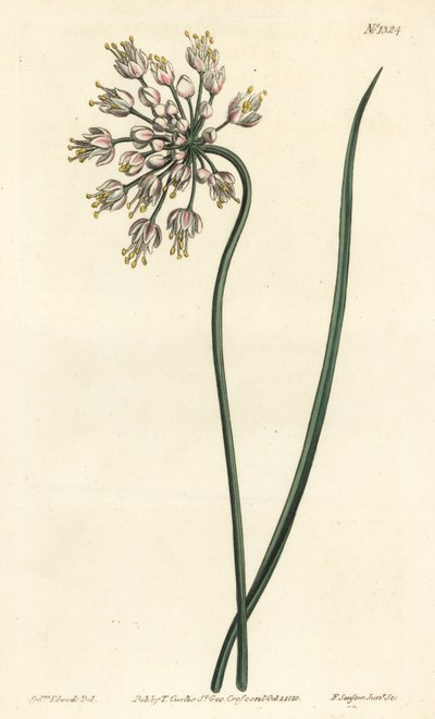 Nodding onion, lady