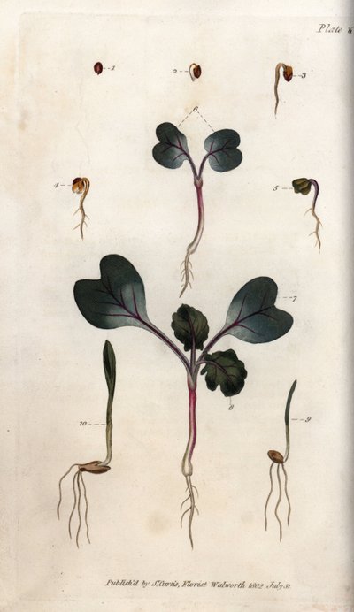 Germination of Radish Seeds, Common Wheat and Common Barley by Sydenham Teast Edwards