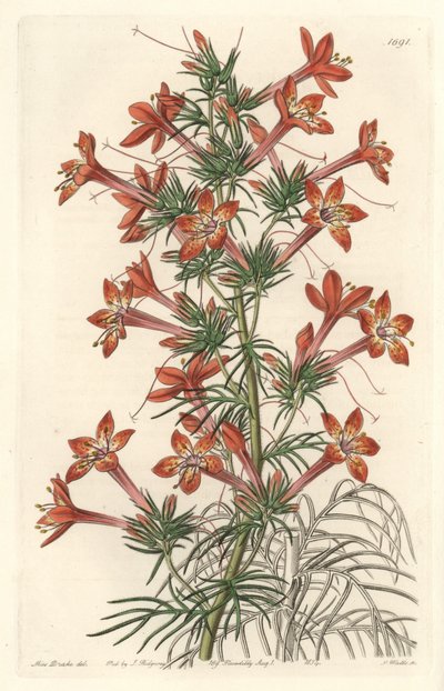 Gilie a Coronope Leaf by Sydenham Teast Edwards