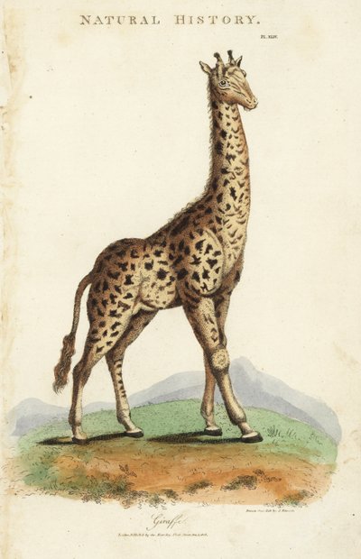 Giraffe, Giraffa camelopardalis. by Sydenham Teast Edwards