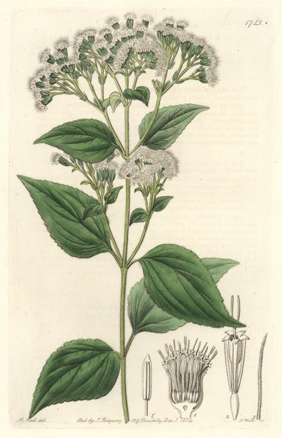Glandular Eupatorium, Native to Mexico - Engraved by S. Watts, from an illustration by M. Mart, from the Botanical Register by Sydenham Teast Edwards