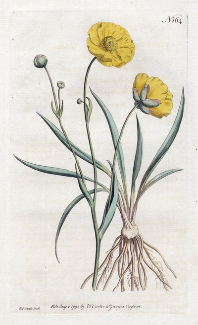 Grassleaf Buttercup from William Curtis Botanical Magazine by Sydenham Teast Edwards