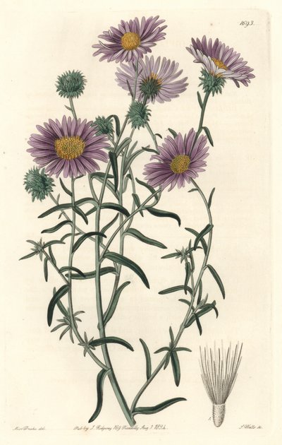 Gray Aster, Originally from California by Sydenham Teast Edwards