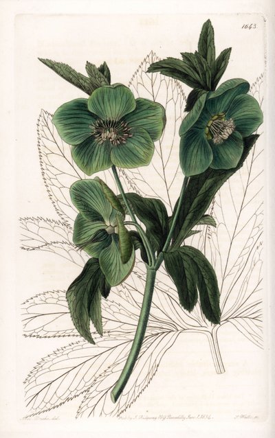 Green Flower Hellebore Variete - Engraved by S.Watts, from an illustration by Sarah Anne Drake, from the Botanical Register of Sydenham Edwards by Sydenham Teast Edwards