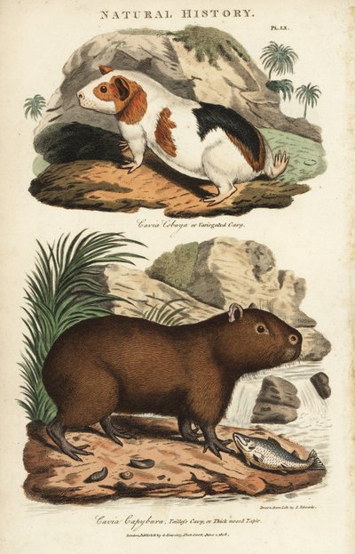 Guinea pig and capybara - Guinea pig, Cavia porcellus, and capybara, Hydrochoerus hydrochaeris. Illustration by Sydenham Edwards from John Mason Good
