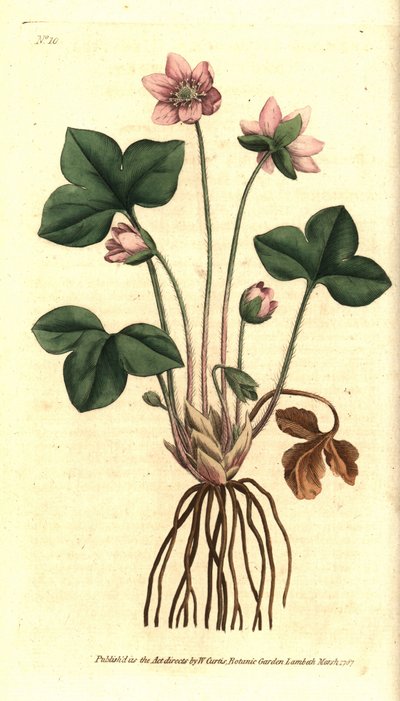 Hepatica or noble liverwort, Anemone hepatica by Sydenham Teast Edwards