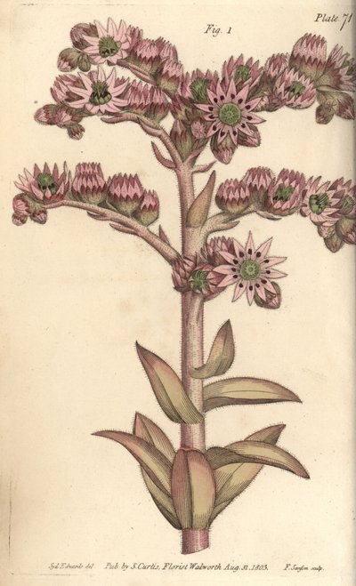 Houseleek, Sempervivum Tectorum, Dodecagynia, Hermaphrodite Flower with 12 Pistilla by Sydenham Teast Edwards
