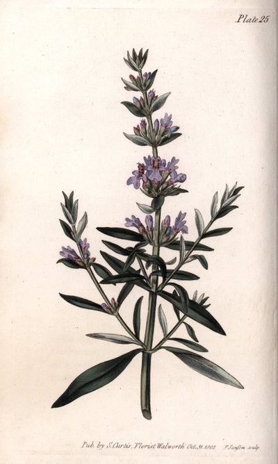 Hyssop or officinal hyssop. by Sydenham Teast Edwards