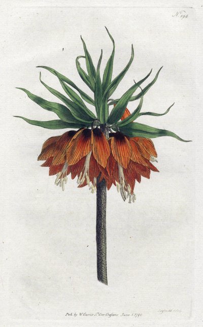 Imperial Fritillary from William Curtis