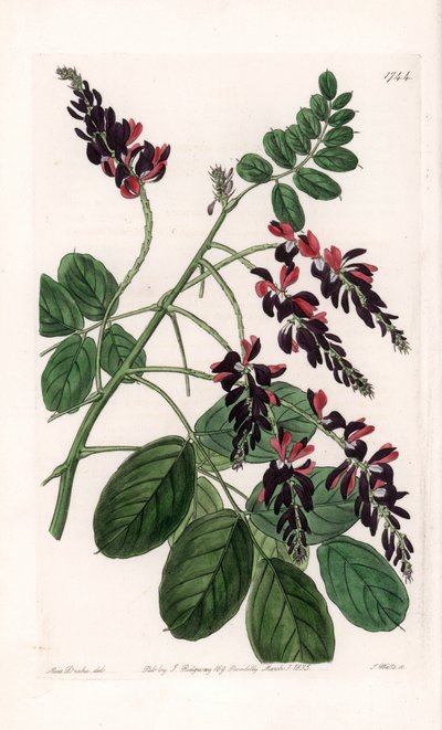 Indigofera Variete - Plate engraved by S. Watts, from an illustration by Sarah Anne Drake, from the Botanical Register of Sydenham Edwards, England by Sydenham Teast Edwards