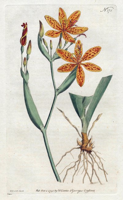 Iris Leopard or Tiger Lily from the Botanical Magazine by William Curtis by Sydenham Teast Edwards
