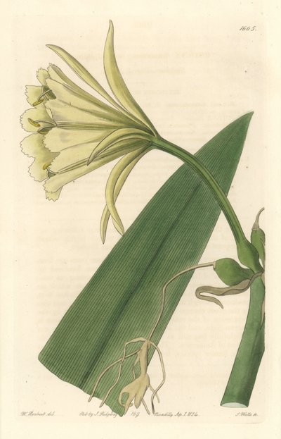 Ismene, Narcissus or Daffodil of Peru - Strong Water by S. Watts from an illustration by Sarah Anne Drake, from the Botanical Register by Sydenham Teast Edwards