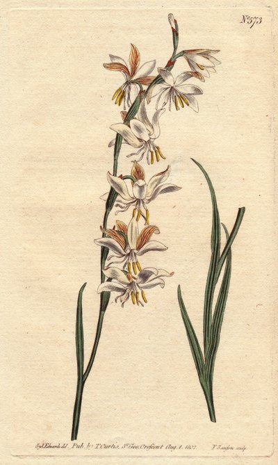 Nodding Flowered Ixia with White, Orange and Yellow Veined Flowers. Ixia Radiata. Handcoloured Copperplate Engraving from a Botanical Illustration by Sydenham Edwards from William Curtis