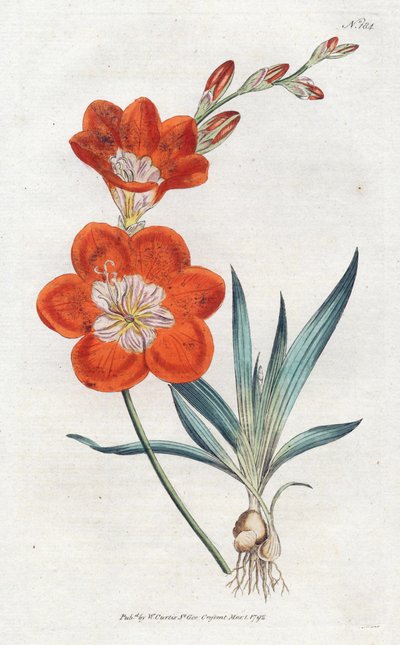 Ixie orangee by Sydenham Teast Edwards