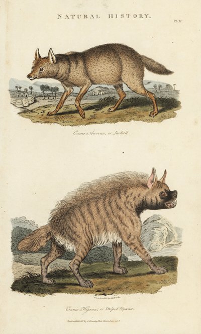 Jackal Dore and Hyena by Sydenham Teast Edwards