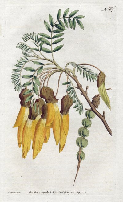 Kowhai, variety of sophora from New Zealand - Lithography by Sydenham Edwards, from the Botanical Magazine of William Curtis by Sydenham Teast Edwards
