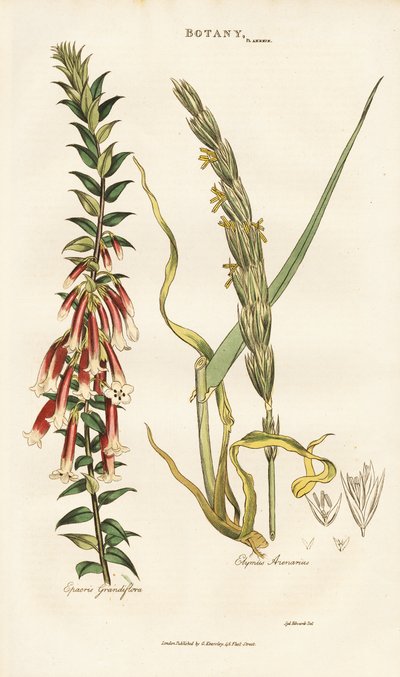 Large-flowered Epacris and Lyme Grass by Sydenham Teast Edwards