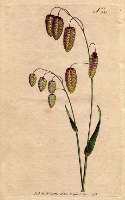 Great quaking grass with golden seeds drooping on the stem. A native of Spain and Italy. Briza Maxima. Handcoloured copperplate engraving from a botanical illustration by Sydenham Edwards by Sydenham Teast Edwards