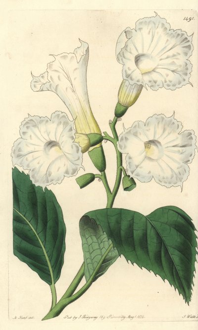 Large-flowered Cordia by Sydenham Teast Edwards