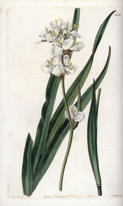 Libertia, Endemic to Chile by Sydenham Teast Edwards