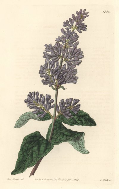 Lilac of Hungary by Sydenham Teast Edwards
