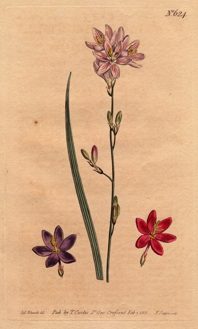 Lilies of the bles, with examples of different colors: pink, purple, scarlet. Flexuose ixia with examples of color varieties: pink, purple and scarlet. Handcolored copperplate engraving from a botanical illustration by Sydenham Edwards by Sydenham Teast Edwards