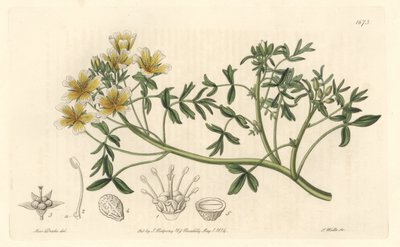 Limnanthes, Originally from California by Sydenham Teast Edwards