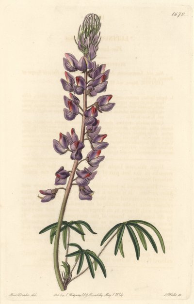 Lupin with narrow leaves - Strong water by S. Watts from an illustration by Sarah Anne Drake, from the Botanical Register by Sydenham Teast Edwards