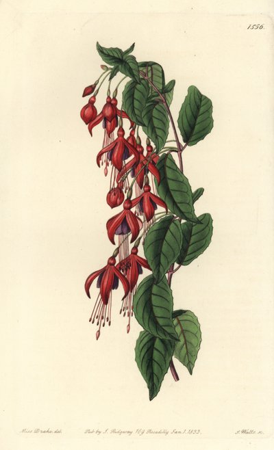 Magellan Fuchsia - Hummingbird Fuchsia, Fuchsia magellanica (Balloon-flowered Fuchsia, Fuchsia globosa). Handcoloured copperplate engraving from Sydenham Edwards