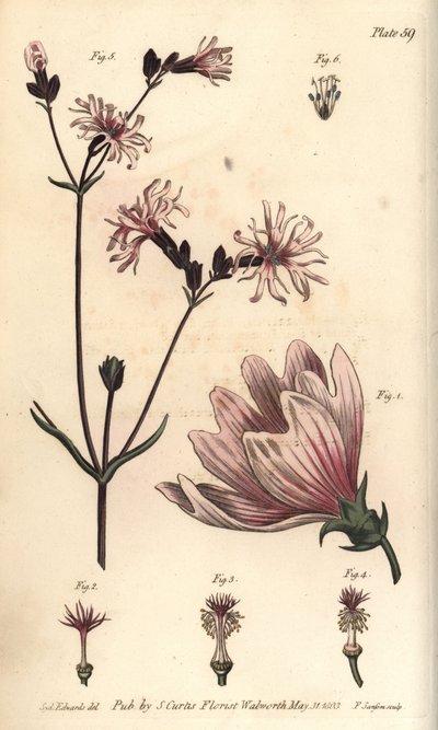 Mallow by Sydenham Teast Edwards