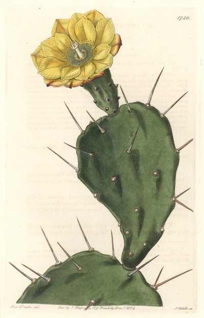 Monacanthus Pactus, Flowering Cactus, Native to South America - Engraved by S. Watts, from an illustration by Sarah Anne Drake, from the Botanical Register by Sydenham Teast Edwards