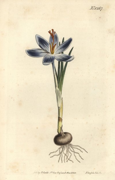 Mountain crocus, Crocus serotinus. by Sydenham Teast Edwards
