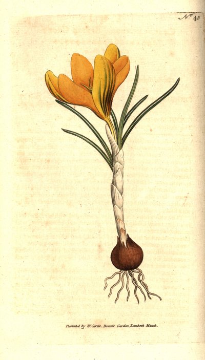 Spring Crocus, Crocus Vernus. Handcoloured Copperplate Engraving after a Botanical Illustration by Sydenham Edwards from William Curtis