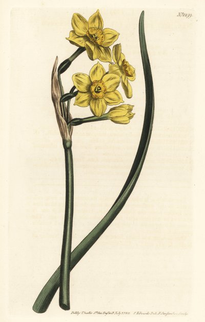 Bunch-flowered daffodil, Narcissus tazetta subsp. aureus (Daffodil-scented narcissus, Narcissus bifrons) - Handcoloured copperplate engraving by F. Sansom Jr. after an illustration by Sydenham Edwards from William Curtis