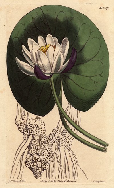 Cup-flowered water lily with large white flower in front of round lily pad, Nymphaea nitida by Sydenham Teast Edwards