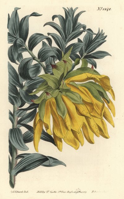 Orange nodding-head or mountain dahlia, Liparia splendens (Ruscus-leaved liparia, Liparia sphaerica) by Sydenham Teast Edwards