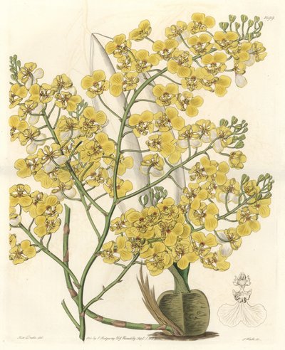 Orchid (Oncidium ampliatum), with yellow flowers, native to New Zealand - Water forte by S. Watts from an illustration by Sarah Anne Drake, from the Botanical Register by Sydenham Teast Edwards