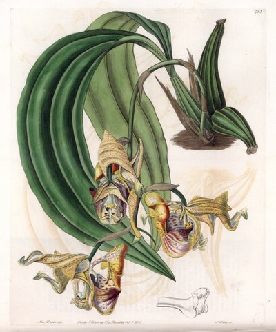 Orchid: Coryanthes Variety with Spotted Flowers by Sydenham Teast Edwards