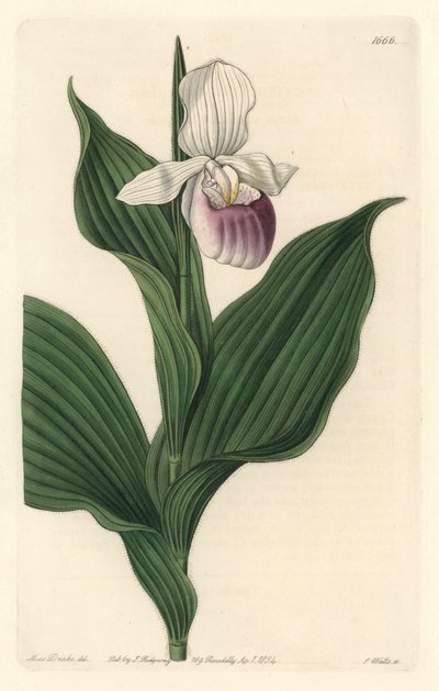 Royal Cypripede from the Botanical Register by Sydenham Teast Edwards