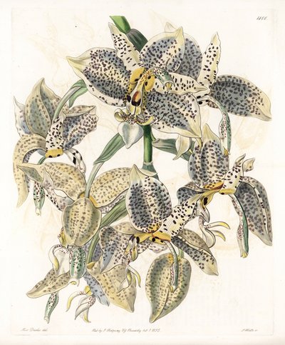 Orchid: Stanhopea Variety, Neotropical by Sydenham Teast Edwards