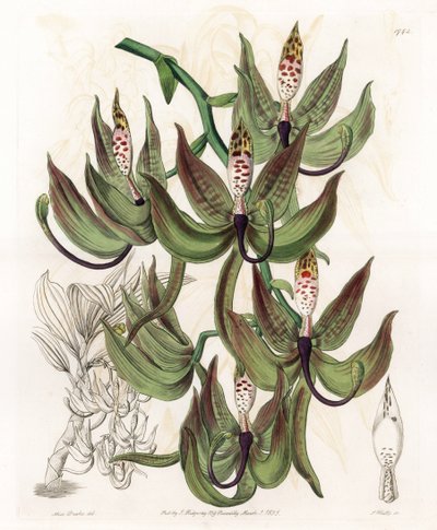 Orchid: Variety of Cycnoche - Engraved Board by S. Watts, from an Illustration by Sarah Anne Drake, from the Botanical Register of Sydenham Edwards by Sydenham Teast Edwards