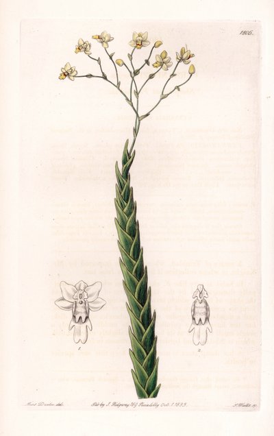 Orchid: Exotic Variety of Lockhartia - Plate Engraved by S. Watts, from an Illustration by Sarah Anne Drake, from the Botanical Register of Sydenham Edwards by Sydenham Teast Edwards