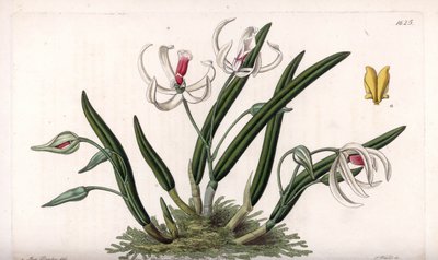 Orchid: Miniature Variety of Leptotes by Sydenham Teast Edwards