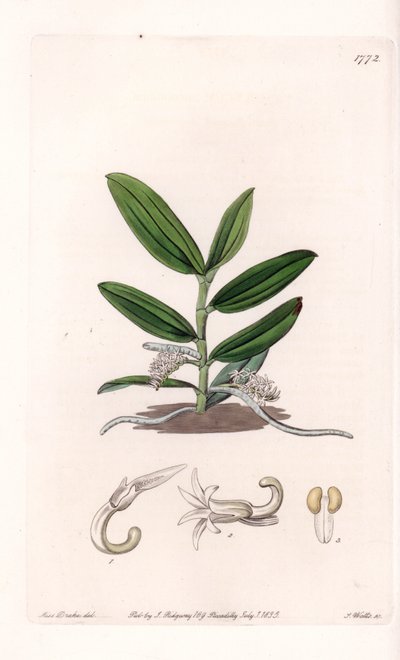 Orchid: Variety of Camphylocentrum by Sydenham Teast Edwards