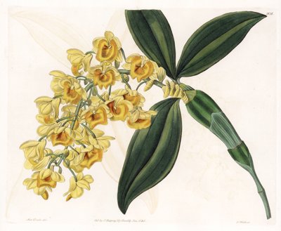 Orchid: Variety of Dendrobium - Plate Engraved by S. Watts, from an Illustration by Sarah Anne Drake, from the Botanical Register of Sydenham Edwards by Sydenham Teast Edwards