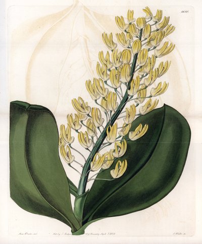 Orchid: Variety of Dendrobium from Australia. Handcoloured copperplate engraving from Sydenham Edwards