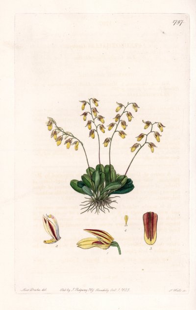Orchid: Variety of Epidendre by Sydenham Teast Edwards