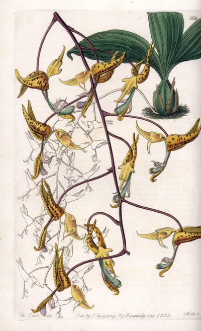 Orchid: Variety of Gongora, Native to South America. Handcoloured copperplate engraving from Sydenham Edwards